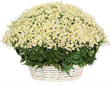 Цветочная композиция из Ромашки в корзине #REPLACE_PRED# Торбеево